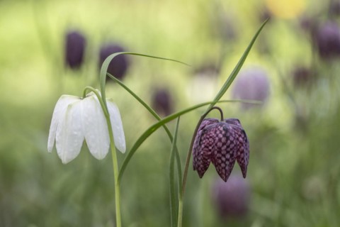 Snake's head fritillary (Fritillaria meleagris), Emsland, Lower Saxony, Germany