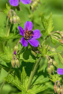 Pollinating bee on a Wood cranesbill (Geranium sylvaticum) flower a summer day