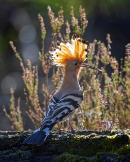 Hoopoe (Upupa epops) with food for the young birds, backlit, heathland, adult bird, Bird of the