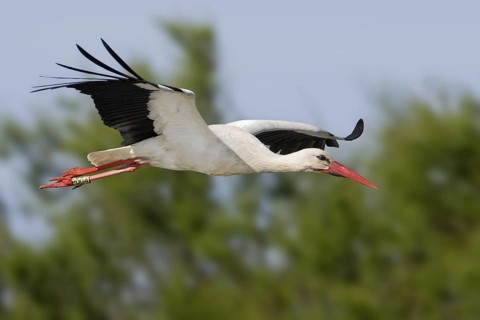 White Stork (Ciconia ciconia) flying, Saxony-Anhalt, Germany