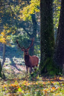 A Red Deer stag (Cervus elaphus) stands in a forest