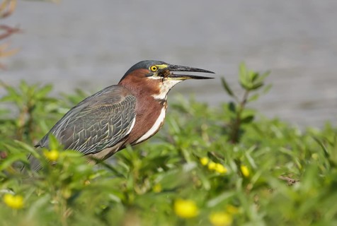 Striated Heron (Butorides striata) feeding on crab prey, Texas, USA