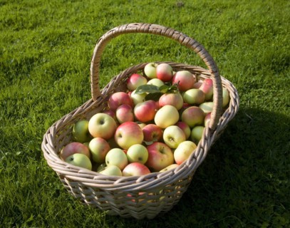 Wicker basket full of fresh apples, England, UK