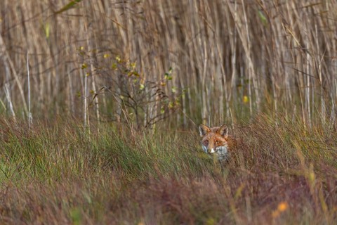 To be able to observe a red fox (Vulpes vulpes) in a marshy area is a rare moment of happiness, and