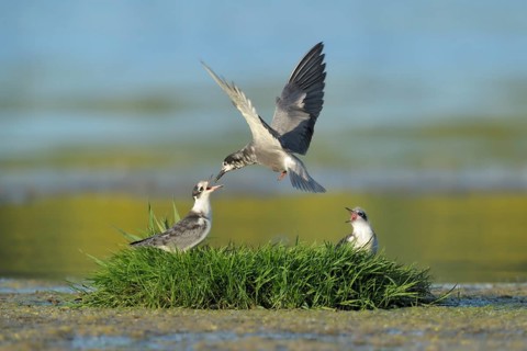Black Tern (Chlidonias niger) juvenile, Netherlands