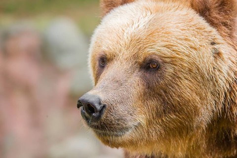 Portrait of a Kamchatka brown bear (Ursus arctos piscator)