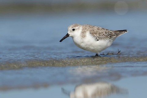 Sanderling (Calidris alba) foraging, Victoria, Australia