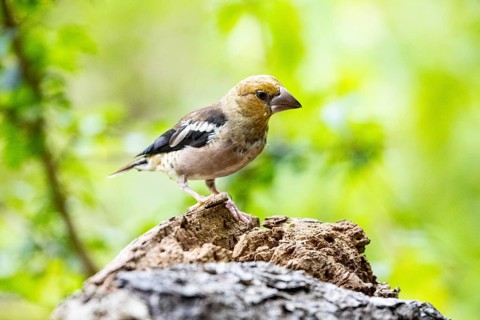 Hawfinch (Coccothraustes coccothraustes) Germany