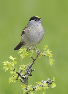 Golden-crowned Sparrow (Zonotrichia atricapilla), British Columbia, Canada