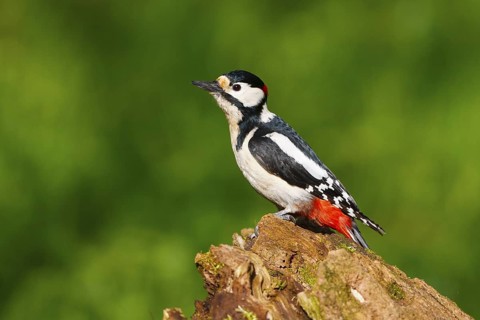 Great Spotted Woodpecker (Dendrocopos major), Carinthia, Austria