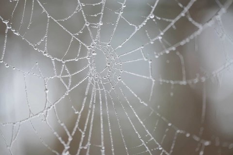 Spider web with frozen water droplets, detail, macro, close up, filigree structure, shallow depth