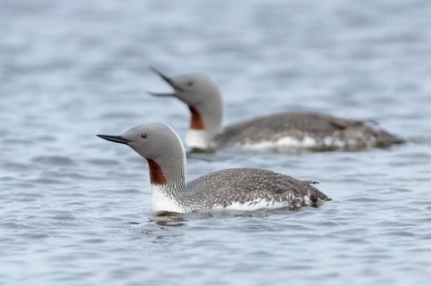 Red-throated Loon (Gavia stellata) pair, Vesturland, Iceland