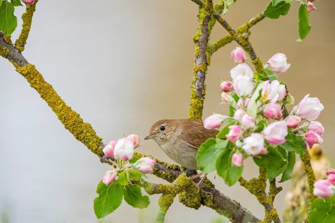 Nightingale (Luscinia megarhynchos) Germany