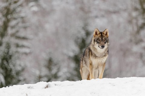 A young grey wolf (Canis lupus lupus) stands on a sloping, snow-covered meadow on a cold, cloudy