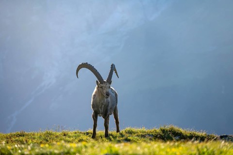 Alpine ibex (Capra ibex), adult male in the meadow, in the morning light, Mont Blanc massif,