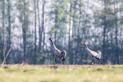 Cranes (Grus grus), Emsland, Lower Saxony, Germany