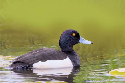Tufted Duck (Aythya fuligula), drake, swimming in the water, spring, wildlife, diving ducks, Hüde,