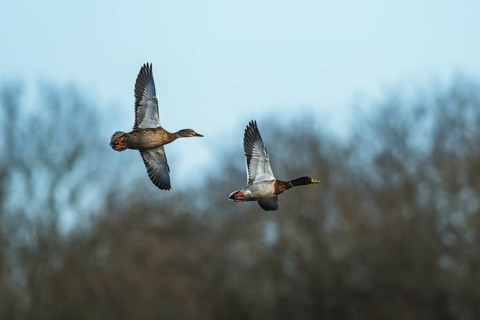 Mallard, Anas platyrhynchos, birds in flight over winter marshes