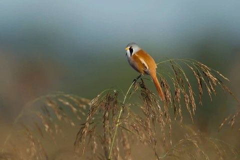 Bearded tit or reedling (Panurus biarmicus) adult male bird on a Common reed seedhead, RSPB