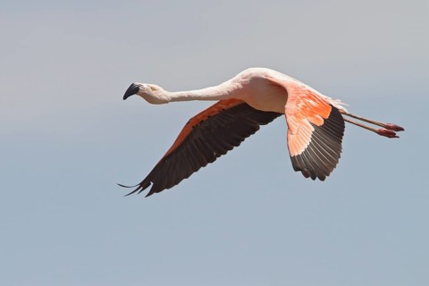 Chilean Flamingo (Phoenicopterus chilensis) in flight in Bolivia, South America