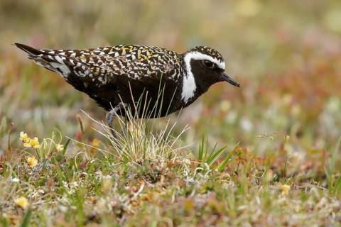 American Golden-Plover (Pluvialis dominica) perched on the tundra in Nome, Alaska