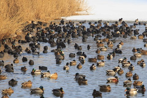 Eurasian Coot (Fulica atra & Anas platyrhynchos), Netherlands