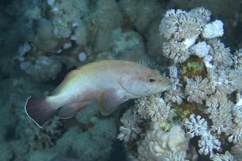 Red grouper (Cephalopholis hemistiktos)