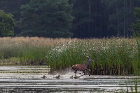 A red deer (Cervus elaphus) runs at high speed through the shallow water zone of a pond and