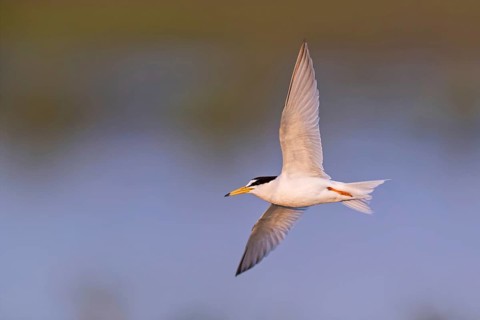 Zwergseeschwalbe, Little Tern, Sterna albifrons, Sterne naine, Charrancito Común