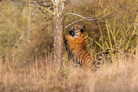 One young female Siberian Tiger, Panthera tigris altaica, climbing up a tree in a forest, hunting