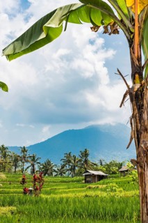 Jatiluwih, rice terrace, rice, plantation, agribusiness, agriculture, export, tourism, travel,