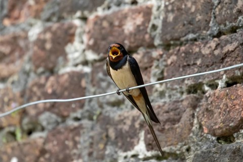 Barn swallow (Hirundo rustica) adult bird singing in summer, England, United Kingdom
