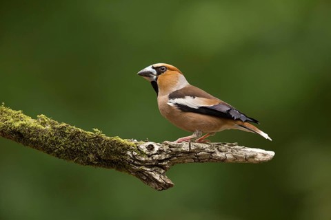 Appelvink zittend op tak, Hawfinch sitting on branch