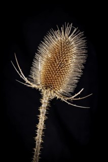 Close-up of a dry thistle flower on a black background, emphasising the spiky structure, Wild