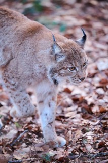 Eurasian lynx (Lynx lynx) walking in the forest, Bavaria, Germany