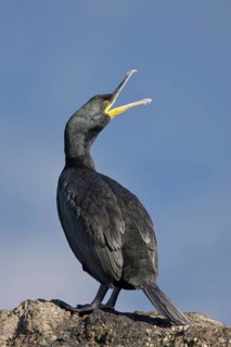European Shag (Phalacrocorax aristotelis), Mallorca, Spain