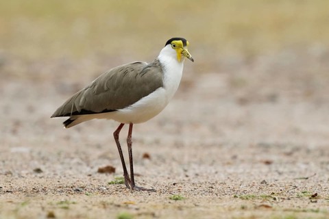 Masked Lapwing (Vanellus miles), Queensland, Australia