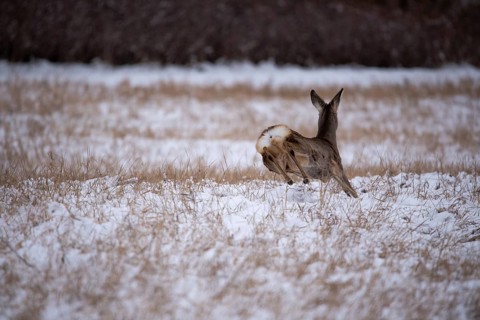 A deer flees in a snowy field, Magdeburg, Saxony-Anhalt, Germany