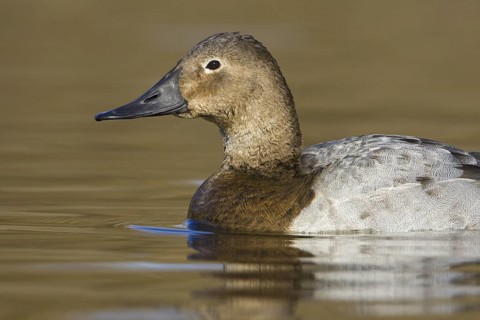 Canvasback (Aythya valisineria) female, British Columbia, Canada