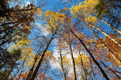 Low angle view of tall backlit semi silhouetted converging Betula - Birch and Acer - Maple trees in