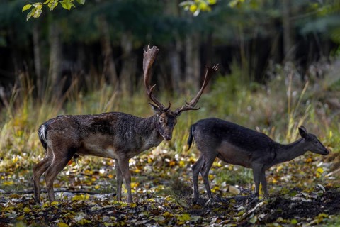 A doe has visited the fallow deer (Dama dama) and is standing directly in the rut, the deer is