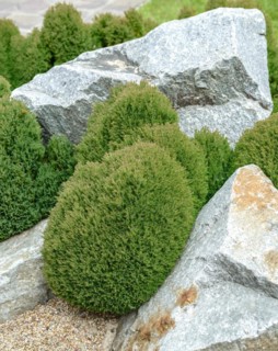 Spherical arborvitae (Thuja occidentalis 'Teddy'), Japanese Garden World, Brieskow-Finkenheerd,