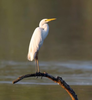 Great Egret (Ardea alba) standing on a dead branch in the warm morning light, Lower Saxony, Germany