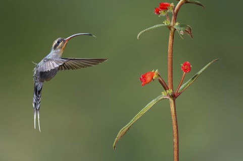 Green Hermit (Phaethornis guy), Costa Rica