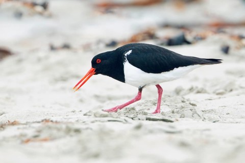 Pied Oystercatcher (Haematopus longirostris) distracting, Victoria, Australia
