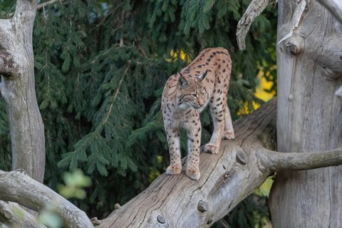 One Eurasian lynx, (Lynx lynx), walking on a fallen tree. Frontal view with green vegetation in the