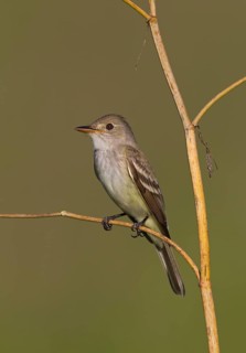 Willow Flycatcher (Empidonax traillii), Ohio, USA