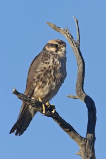 Lanner Falcon (Falco biarmicus), Northern Cape, South Africa