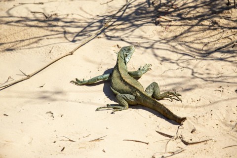 Green iguana (Iguana iguana) Pantanal Brazil