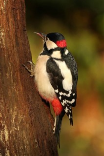 Great Spotted Woodpecker (Dendrocopos major) male, Lower Saxony, Germany